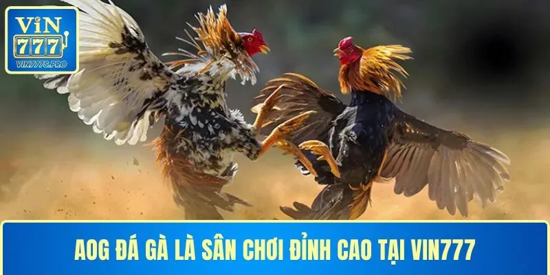 AOG ĐÁ GÀ – CUỘC CHƠI ĐỈNH CAO CỦA NHỮNG CHIẾN KÊ BẤT BẠI 13 AOG ĐÁ GÀ LÀ SÂN CHƠI ĐỈNH CAO TẠI VIN777