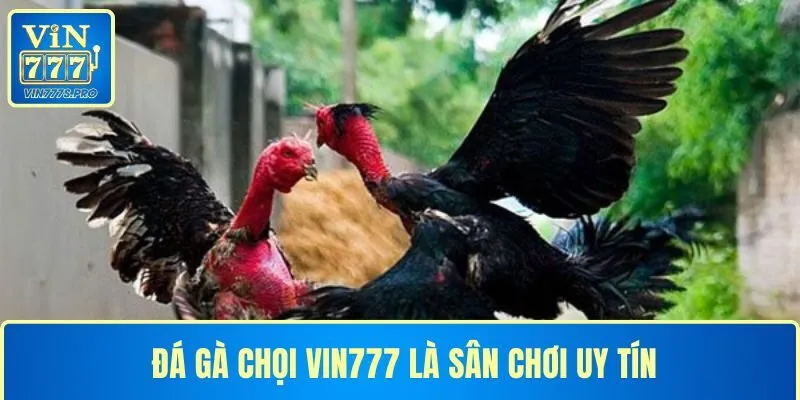 NHỮNG ĐÒN ĐÁ HIỂM CỦA GÀ CHỌI VIN777 KHIẾN ĐỐI THỦ GỤC NGAY 1 ĐÁ GÀ CHỌI VIN777 LÀ SÂN CHƠI UY TÍN