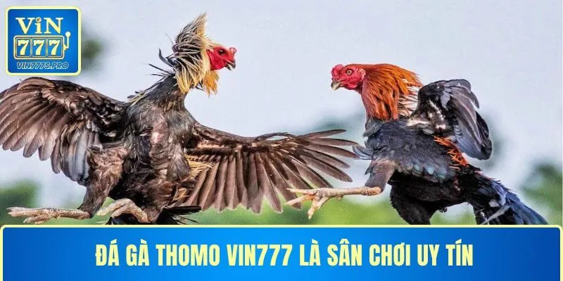 ĐÁ GÀ THOMO VIN777 - CƠ HỘI GIÀNH CHIẾN THẮNG CHO KÊ THỦ 7 ĐÁ GÀ THOMO VIN777 LÀ SÂN CHƠI UY TÍN