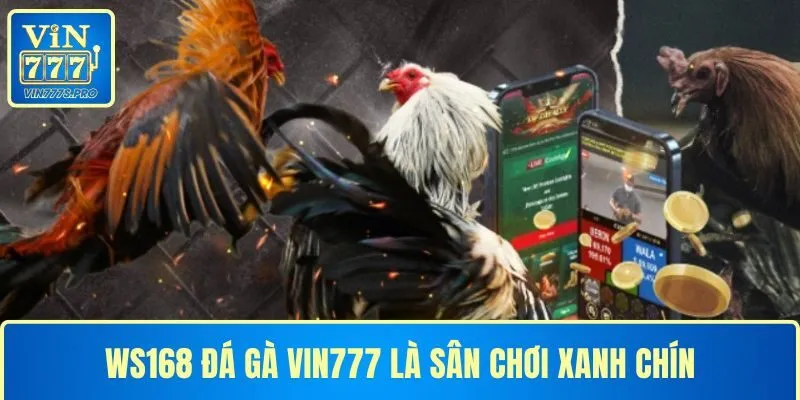 WS168 ĐÁ GÀ VIN777 - SÂN CHƠI DÀNH NGƯỜI ĐAM MÊ CÁ CƯỢC 18 WS168 ĐÁ GÀ VIN777 LÀ SÂN CHƠI XANH CHÍN